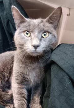Russian Blue Cats Available for Adoption in North East, Maryland - Sterling | PetCurious