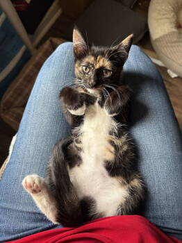 Rescue Domestic Short Hair Cats for Adoption in Camden, South Carolina - Dough-Re-Mi (Available For Pre-adoption) | PetCurious