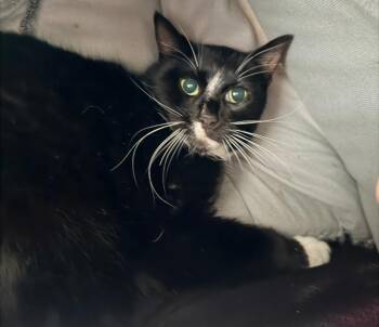 Domestic Medium Hair Cats Available for Adoption - Socks | PetCurious