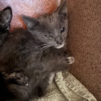 Toddbert -  Domestic Short Hair Cat for Adoption in Pasadena, California - Toddbert | PetCurious