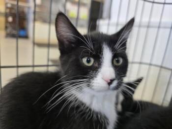 MR. CUPCAKE -  Domestic Short Hair Cat for Adoption in Southbury, Connecticut - MR. CUPCAKE | PetCurious