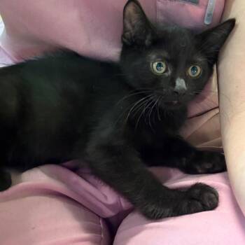Pluto -  Domestic Short Hair Cat for Adoption in Council Bluffs, Iowa - Pluto | PetCurious