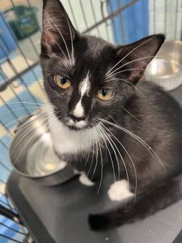 Lark -  Domestic Short Hair Cat for Adoption in Berryville, Virginia - Lark | PetCurious