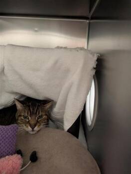 Domestic Short Hair Cats Available for Adoption in Montreal, Quebec - Django | PetCurious