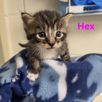 Rescue Domestic Short Hair Cats for Adoption in Windsor, Virginia - Hex | PetCurious
