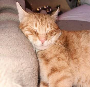 Tabby Cats Available for Adoption - Egg Yolk | PetCurious