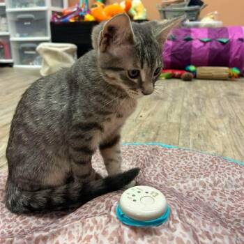 Ezra -  Domestic Short Hair Cat for Adoption in Burnaby, British Columbia - Ezra | PetCurious