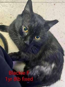 Domestic Short Hair Cats Available for Adoption - Blackie | PetCurious