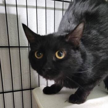 Domestic Short Hair Cats Available for Adoption in Priest River, Idaho - Hello Kitty | PetCurious