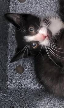 HILDA -  Domestic Medium Hair Cat for Adoption in Dallas, Texas - HILDA | PetCurious
