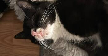 Domestic Short Hair Cats Available for Adoption in Tampa, Florida - Scout | PetCurious