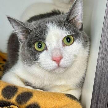 Domestic Medium Hair Cats Available for Adoption in Matteson, Illinois - Jak | PetCurious
