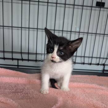 CAJC-Stray-173956 -  Domestic Short Hair Cat for Adoption in Jefferson City, Tennessee - CAJC-Stray-173956 | PetCurious