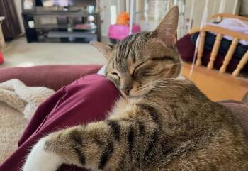 Emma (Dedra) -  Domestic Short Hair Cat for Adoption in Dayton, Minnesota - Emma (Dedra) | PetCurious