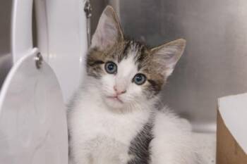 04849B Nyle -  Domestic Short Hair Cat Available for Adoption in North Charleston, South Carolina - 04849B Nyle | PetCurious