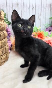 Diesel - The Little Fighter -  Domestic Short Hair Cat for Adoption in Ocean Springs, Mississippi - Diesel - The Little Fighter | PetCurious