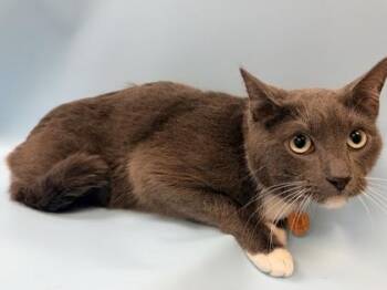 Domestic Short Hair Cats Available for Adoption - Ash | PetCurious