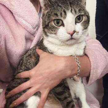 Rescue Domestic Short Hair Cats for Adoption - Pikameow | PetCurious