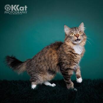 Domestic Long Hair Cats Available for Adoption - Princess | PetCurious