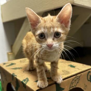 Bo -  Domestic Short Hair Cat for Adoption in Blue Ridge, Georgia - Bo | PetCurious