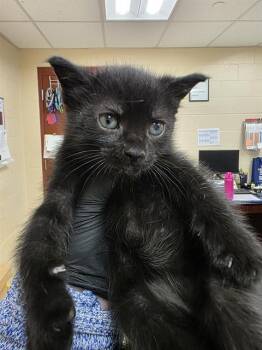Domestic Short Hair Cats Available for Adoption in Aliquippa, Pennsylvania - SCALLOP | PetCurious