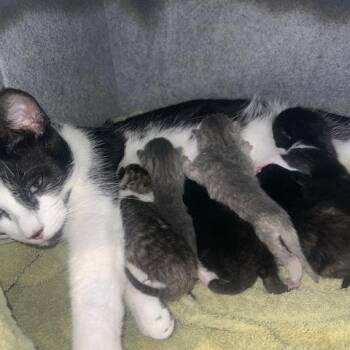 Domestic Short Hair Cats Available for Adoption - Birdie Boo | PetCurious