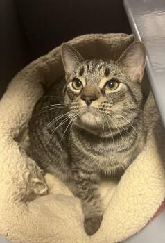 Chester -  Domestic Short Hair Cat for Adoption in Belchertown, Massachusetts - Chester | PetCurious