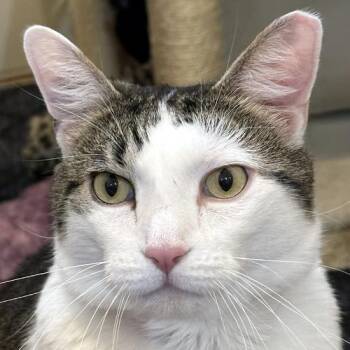 Max -  Domestic Short Hair Cat for Adoption in Crystal Lake, Illinois - Max | PetCurious