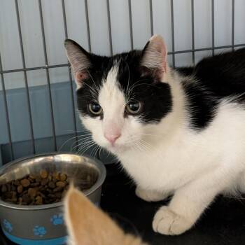 Rescue Domestic Short Hair Cats for Adoption in Saugerties, New York - Argon | PetCurious