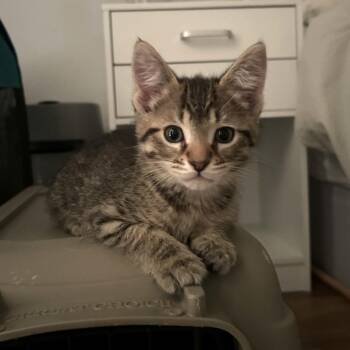 Domestic Short Hair Cats Available for Adoption in South Elgin, Illinois - Chef Ramsey | PetCurious