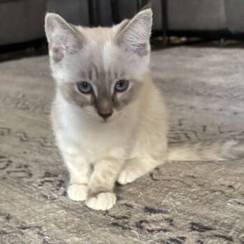 Mynx -  Domestic Short Hair and Siamese Cat for Adoption in Gilbert, Arizona - Mynx | PetCurious