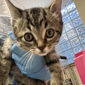 Irish Doorman -  Domestic Short Hair Cat for Adoption in Cheyenne, Wyoming - Irish Doorman | PetCurious