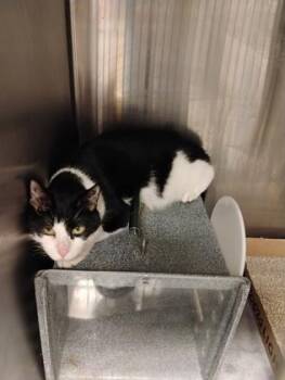 Figero -  Domestic Short Hair Cat for Adoption in Fallston, Maryland - Figero | PetCurious