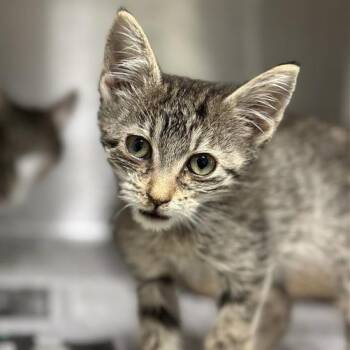 Rescue Domestic Short Hair Cats for Adoption in Houston, Texas - Rayne | PetCurious