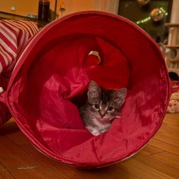 Gummy Bear -  Domestic Short Hair Cat for Adoption in Evanston, Illinois - Gummy Bear | PetCurious