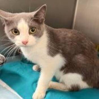 Meme -  Domestic Short Hair Cat for Adoption in Shinnston, West Virginia - Meme | PetCurious