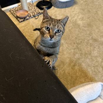Praline -  Domestic Short Hair Cat Available for Adoption in Bellmawr, New Jersey - Praline | PetCurious