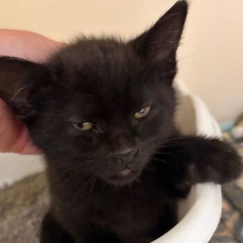Puck -  Domestic Short Hair Cat for Adoption in Zanesville, Ohio - Puck | PetCurious