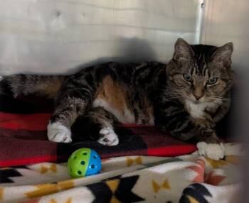Tabby and Domestic Short Hair Cats Available for Adoption in Marietta, Ohio - Ellie Rose (Spayed) | PetCurious