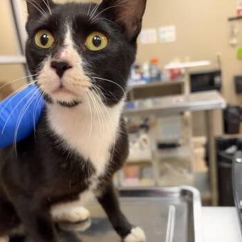 Sylvester -  Domestic Short Hair Cat for Adoption in Birmingham, Alabama - Sylvester | PetCurious