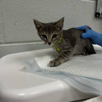 Rescue Domestic Short Hair Cats for Adoption in Chattanooga, Tennessee - Ziti | PetCurious