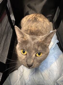 Domestic Short Hair Cats Available for Adoption - Miss Whittlebury | PetCurious