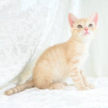 Benjamin -  Domestic Short Hair Cat for Adoption in Mobile, Alabama - Benjamin | PetCurious