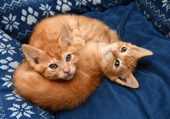 Herbert and Fizzy -  Domestic Short Hair Cat Available for Adoption in Seattle, Washington - Herbert And Fizzy | PetCurious