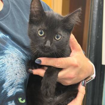 Rihanna -  Domestic Short Hair Cat for Adoption in Hudson, New York - Rihanna | PetCurious