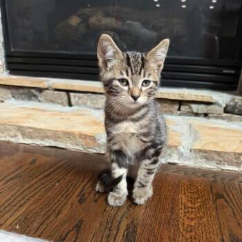 Bingo -  Domestic Short Hair Cat for Adoption in Newborn, Georgia - Bingo | PetCurious