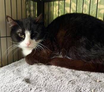 Domestic Short Hair Cats Available for Adoption - Alex | PetCurious