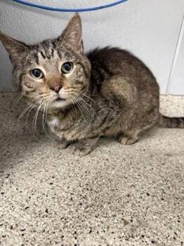 McFly -  Domestic Short Hair Cat for Adoption in Lafayette, Indiana - McFly | PetCurious