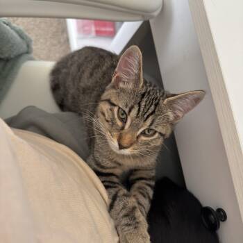 Katara -  Domestic Short Hair Cat for Adoption in Davis, California - Katara | PetCurious