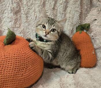 Rescue Domestic Short Hair Cats for Adoption in Stoughton, Wisconsin - Shirley | PetCurious